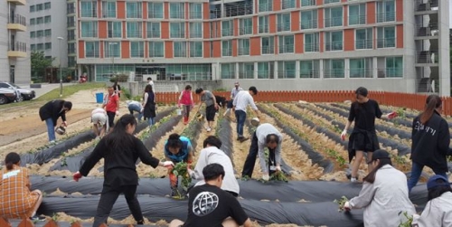 [한국일보] 고구마 심어 노인회관 전달 예정 